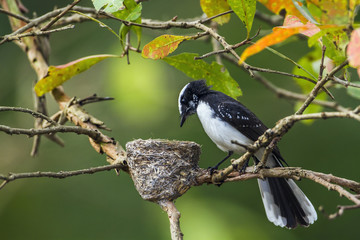 White-browed fantail flycatcher in Uda walawe national park, Sri