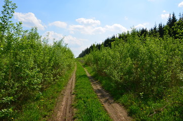 Fields near the garden in Russia