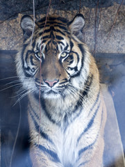 portrait of a female Sumatran tiger, Panthera tigris sumatrae zoo in Jihlava