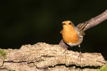 European Robin, Erithacus rubecula