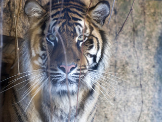 portrait of a female Sumatran tiger, Panthera tigris sumatrae zoo in Jihlava
