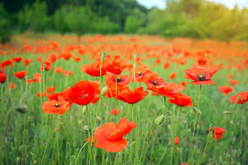 Bright poppies on green field