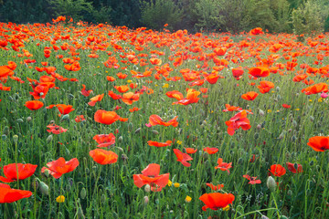Wonderful meadow with bright fresh poppies