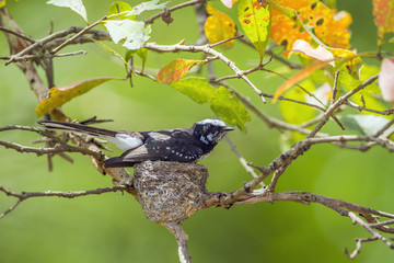 White-browed fantail flycatcher in Uda walawe national park, Sri