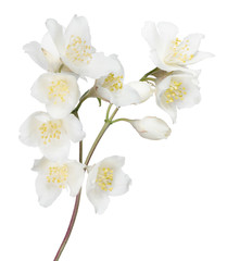 Fototapeta na wymiar white jasmin branch with nine blooms