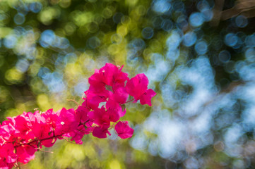Bougainvillea