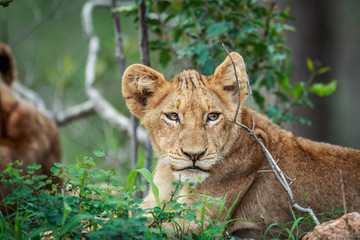 Starring Lion cub in the Kruger.