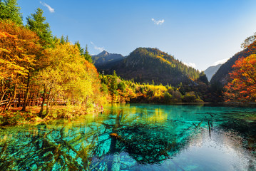 Amazing view of submerged tree trunks in the Five Flower Lake