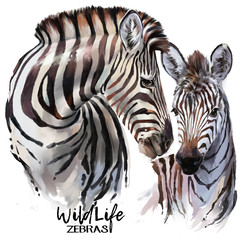 Zebras painting - obrazy, fototapety, plakaty
