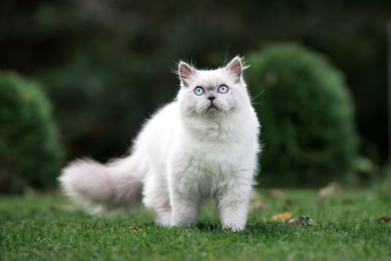 adorable fluffy  cat walking outdoors in summer