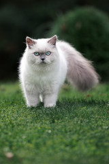 Naklejka na ściany i meble adorable fluffy cat walking outdoors in summer