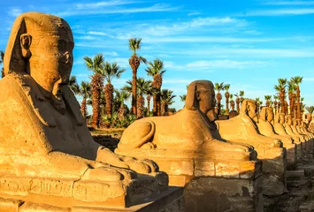 Papier Peint photo Lavable Egypte Sphinx Allee à Louxor