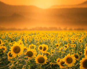 Fototapeta premium Sunflower field sunset time.