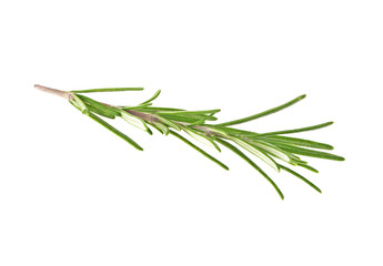 Fresh green sprig of rosemary isolated on a white background