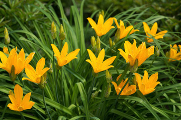 Obraz premium Flowers yellow lilies