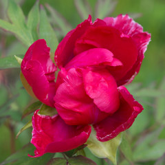 Paeonia suffruticosa pink flower