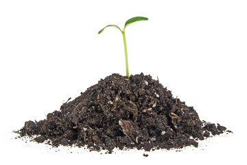 Young plant with humus isolated on white background