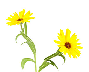 Calendula. Marigold flower with leaves isolated on a white backg