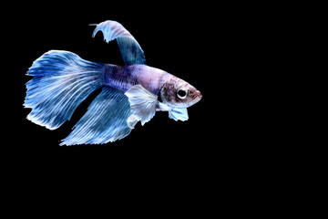 Siamese fighting fish