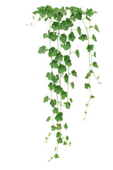 Winter melon or wax gourd vines with thick green leaves and tend © Chansom Pantip