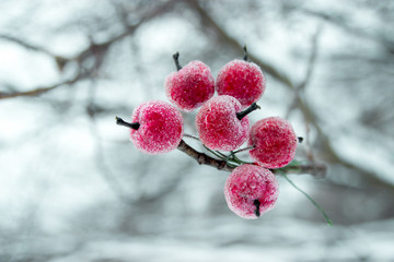 Winter flower, Pink Plum Flower under Snow with white background