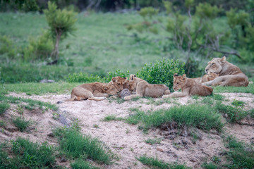 Lion cubs playing with a Leopard tortoise.