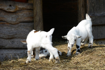 Fototapeta premium white goat kid standing and goat kid lying on straw