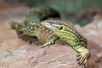 The young lizard in the foreground