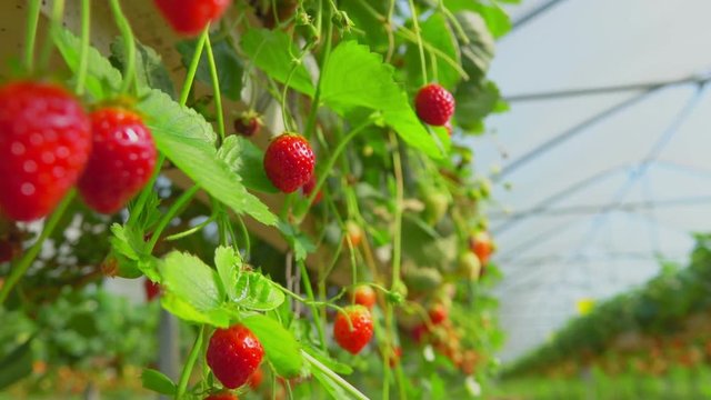 Close-up of ripe strawberries in a greenhouse