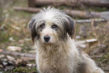 Cute fluffy dog of mixed breed looking on camera