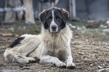 The Bucovina Shepherd dog is a large and strong rustic dog which