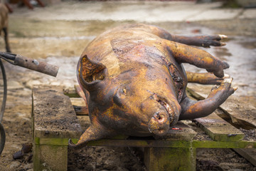 Traditional pig sacrifice custom in Romania. People washing the pig with strong jet of water during the traditional pig slaughter before Christmas.