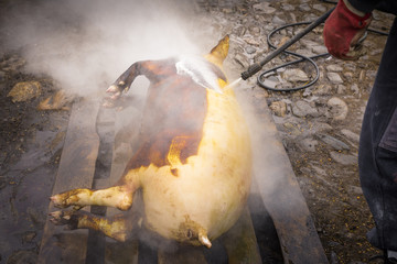 Traditional pig sacrifice custom in Romania. People washing the pig with strong jet of water during...
