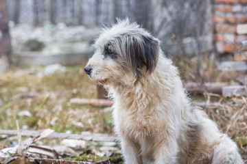 Profile of cute fluffy dog of mixed breed looking to the side