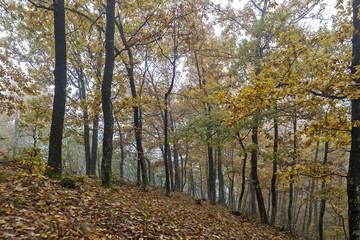 Obraz premium Autumn day in the woods