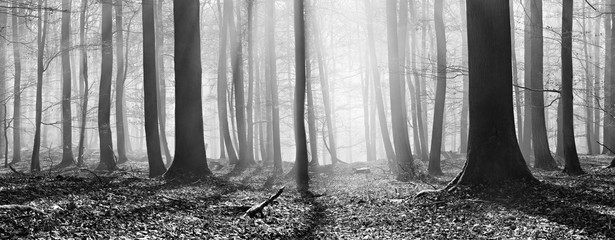 Fototapeta premium Łysy las bukowy zimą, promienie słoneczne przenikają przez mgłę, panoramę, czarno-białe