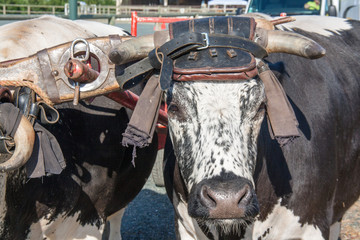 Attelage de boeufs par joug