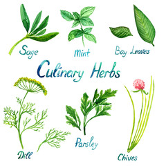 Culinary Herbs Set: Sage, Mint, Bay Leaves, Dill, Parsley, Chives, isolated set hand painted watercolor illustration