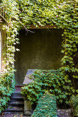 Entrance to a building covered in Ivy