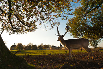 Whitetail Deer standing in summer wood