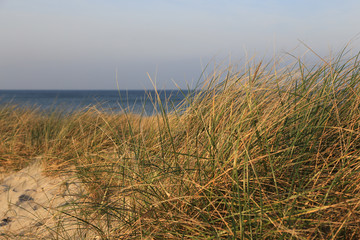 Dünengras am Ostseestrand von Prerow