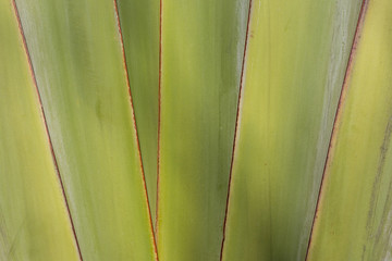 Texture of banana tree.