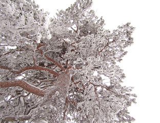 Big frozen tree covered in snow and ice