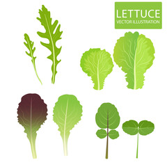Lettuce Types Vector. Set Of Salad Bowl. Salad Vector Illustration. Vector Set Isolated On White Background. Lettuce Vegetable. Green Leaf. Cress, Red Lettuce, Rucola, Iceberg, Arugula.