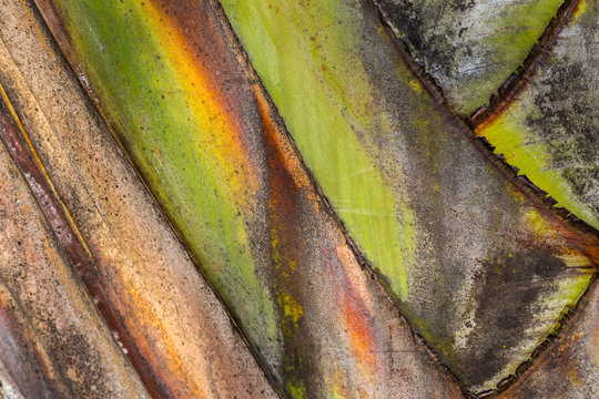 Texture of banana tree.
