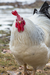 Fat white rooster at organic chicken farm looking ahead and standing on ground in winter. Bio farm with healthy animals living freely; natural healthy food concept