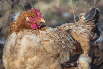 Close up portrait of white rooster at organic chicken farm. Bio farm with healthy animals living freely; natural healthy food concept