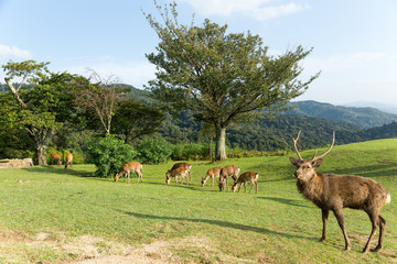 Group of deer © leungchopan
