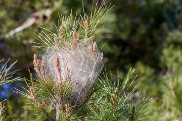 Thaumetopoea pityocampa  - close view of a nest of a pine processionary moth, considered a dangerous pest. © samopauser