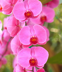 Close-up of pink orchid / Bouquet of flowers orchids.